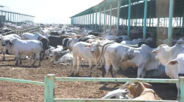 مشروع بدون رأس مال.. الحكومة تطرح مبادرة زراعية جديدة لتحقيق أرباح ضخمة بسهولة